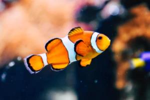 柏林赫塔主场失利战绩不佳